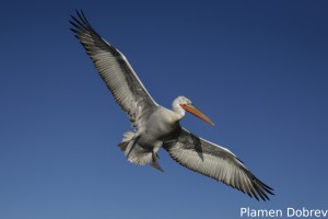 Dalmatin pelican/Къдроглав пеликан