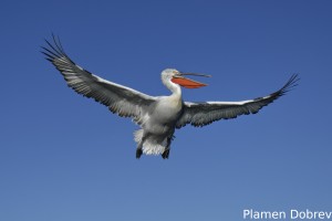 Dalmatin pelican/Къдроглав пеликан