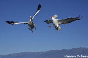 Dalmatin pelican/Къдроглав пеликан
