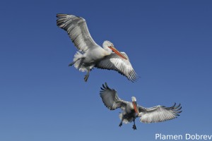Dalmatin pelican/Къдроглав пеликан