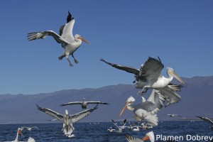 Dalmatin pelican/Къдроглав пеликан