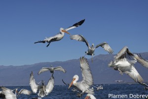 Dalmatin pelican/Къдроглав пеликан