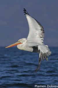 Dalmatin pelican/Къдроглав пеликан