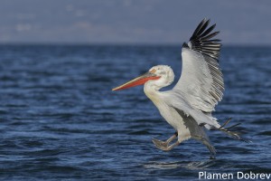 Dalmatin pelican/Къдроглав пеликан