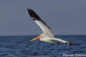 Dalmatin pelican/Къдроглав пеликан