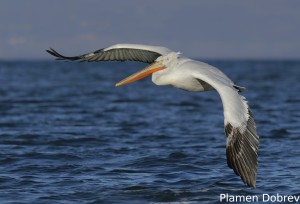 Dalmatin pelican/Къдроглав пеликан