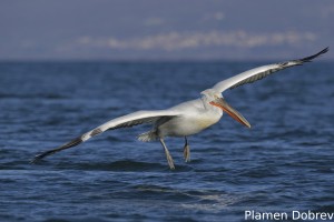 Dalmatin pelican/Къдроглав пеликан