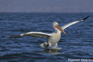 Dalmatin pelican/Къдроглав пеликан