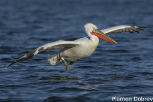 Dalmatin pelican/Къдроглав пеликан