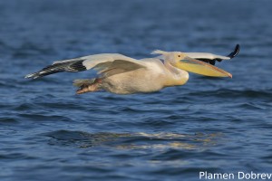 White pelican/Розов пеликан