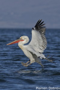 Dalmatin pelican/Къдроглав пеликан