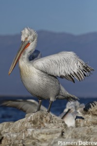 Dalmatin pelican/Къдроглав пеликан
