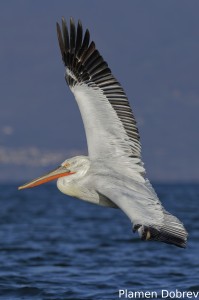 Dalmatin pelican/Къдроглав пеликан