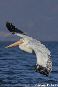 Dalmatin pelican/Къдроглав пеликан