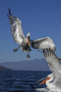 Dalmatin pelican/Къдроглав пеликан