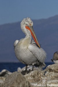 Dalmatin pelican/Къдроглав пеликан