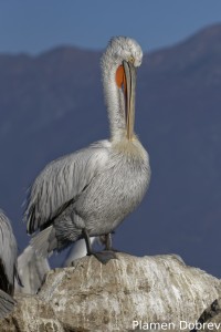 Dalmatin pelican/Къдроглав пеликан