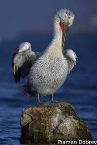 Dalmatin pelican/Къдроглав пеликан