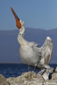 Dalmatin pelican/Къдроглав пеликан