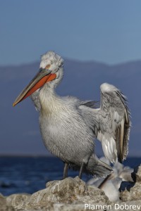 Dalmatin pelican/Къдроглав пеликан