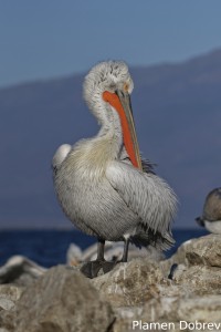 Dalmatin pelican/Къдроглав пеликан