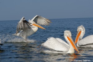 Dalmatin pelican/Къдроглав пеликан