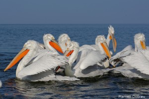 Dalmatin pelican/Къдроглав пеликан