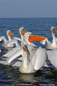 Dalmatin pelican/Къдроглав пеликан