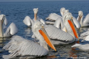 Dalmatin pelican/Къдроглав пеликан