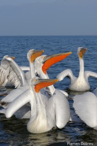 Dalmatin pelican/Къдроглав пеликан