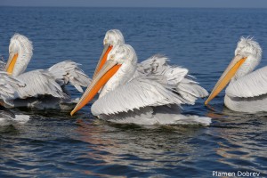 Dalmatin pelican/Къдроглав пеликан