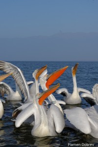 Dalmatin pelican/Къдроглав пеликан