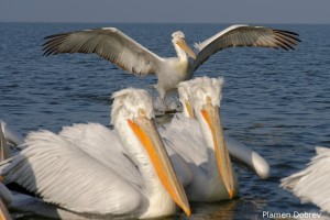 Dalmatin pelican/Къдроглав пеликан