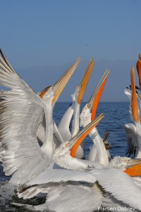 Dalmatin pelican/Къдроглав пеликан