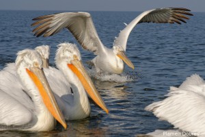 Dalmatin pelican/Къдроглав пеликан