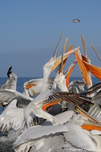 Dalmatin pelican/Къдроглав пеликан