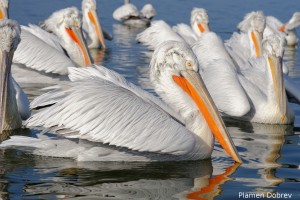 Dalmatin pelican/Къдроглав пеликан