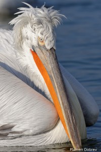 Dalmatin pelican/Къдроглав пеликан
