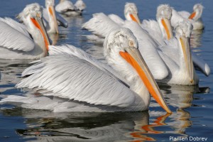 Dalmatin pelican/Къдроглав пеликан