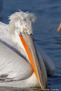 Dalmatin pelican/Къдроглав пеликан