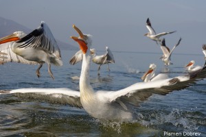 Dalmatin pelican/Къдроглав пеликан