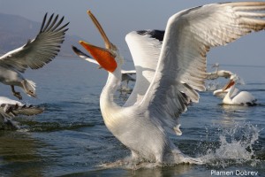 Dalmatin pelican/Къдроглав пеликан