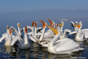 Dalmatin pelican/Къдроглав пеликан