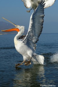 Dalmatin pelican/Къдроглав пеликан
