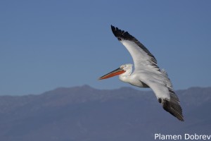 Dalmatin pelican/Къдроглав пеликан