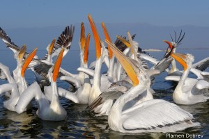 Dalmatin pelican/Къдроглав пеликан