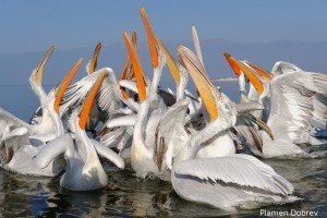 Dalmatin pelican/Къдроглав пеликан