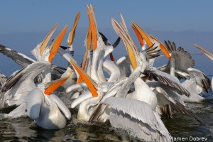 Dalmatin pelican/Къдроглав пеликан