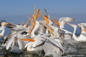Dalmatin pelican/Къдроглав пеликан
