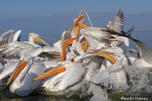Dalmatin pelican/Къдроглав пеликан
